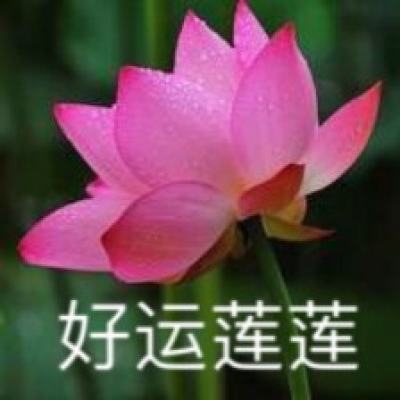 小动物之星4399版下载